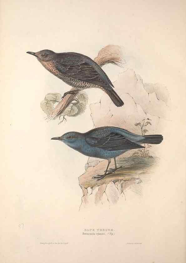 Reproducción/Reproduction 46052400024: The birds of Europe.. London,Printed by R. and J.E. Taylor, pub. by the author,1837.. 
