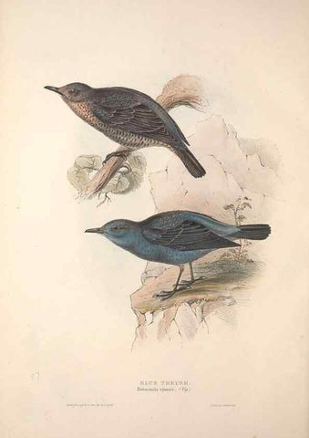 Reproducción/Reproduction 46052400024: The birds of Europe.. London,Printed by R. and J.E. Taylor, pub. by the author,1837.. 