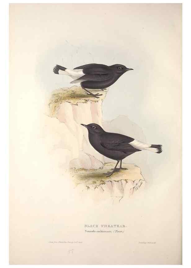 Reproducción/Reproduction 32901856438: The birds of Europe.. London,Printed by R. and J.E. Taylor, pub. by the author,1837.. 