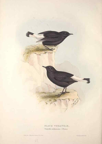 Reproducción/Reproduction 32901856438: The birds of Europe.. London,Printed by R. and J.E. Taylor, pub. by the author,1837.. 