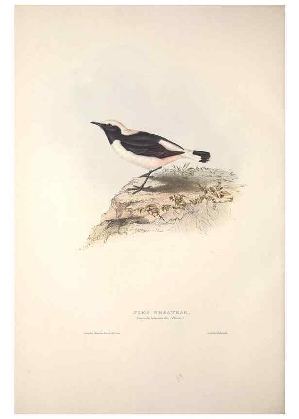 Reproducción/Reproduction 45862467645: The birds of Europe.. London,Printed by R. and J.E. Taylor, pub. by the author,1837.. 