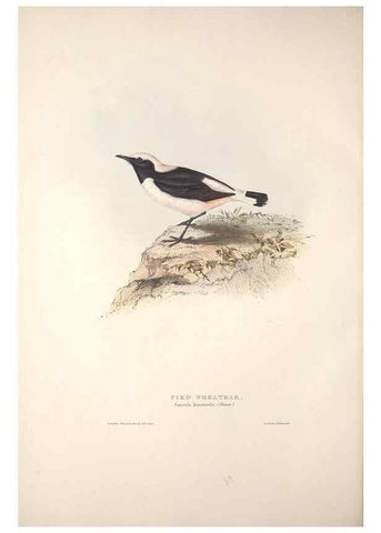 Reproducción/Reproduction 45862467645: The birds of Europe.. London,Printed by R. and J.E. Taylor, pub. by the author,1837.. 