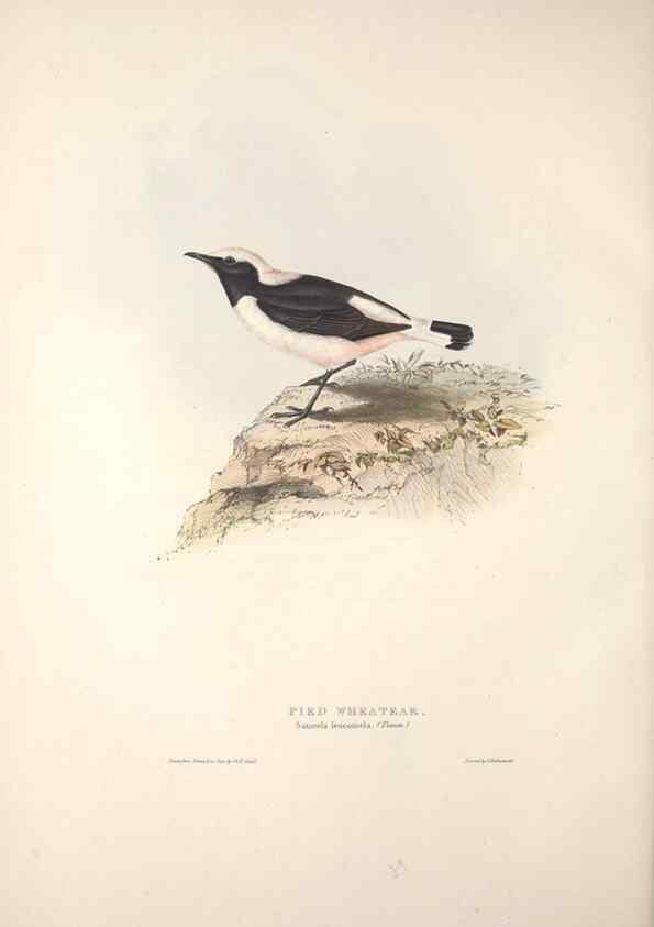 Reproducción/Reproduction 45862467645: The birds of Europe.. London,Printed by R. and J.E. Taylor, pub. by the author,1837.. 