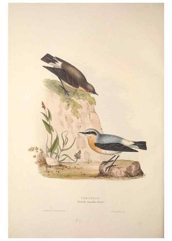 Reproducción/Reproduction 46052401694: The birds of Europe.. London,Printed by R. and J.E. Taylor, pub. by the author,1837.. 