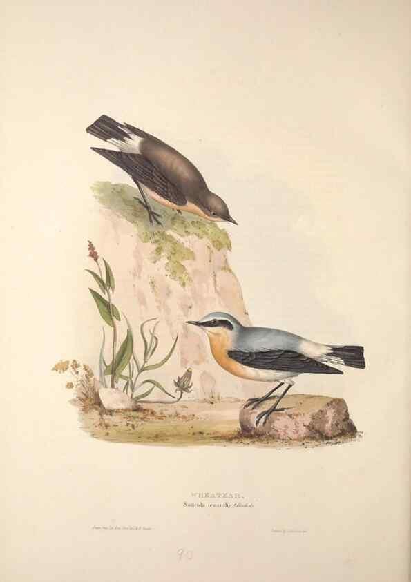 Reproducción/Reproduction 46052401694: The birds of Europe.. London,Printed by R. and J.E. Taylor, pub. by the author,1837.. 