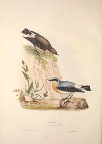 Reproducción/Reproduction 46052401694: The birds of Europe.. London,Printed by R. and J.E. Taylor, pub. by the author,1837.. 