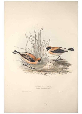 Reproducción/Reproduction 32901858868: The birds of Europe.. London,Printed by R. and J.E. Taylor, pub. by the author,1837.. 