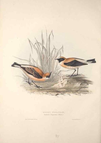 Reproducción/Reproduction 32901858868: The birds of Europe.. London,Printed by R. and J.E. Taylor, pub. by the author,1837.. 