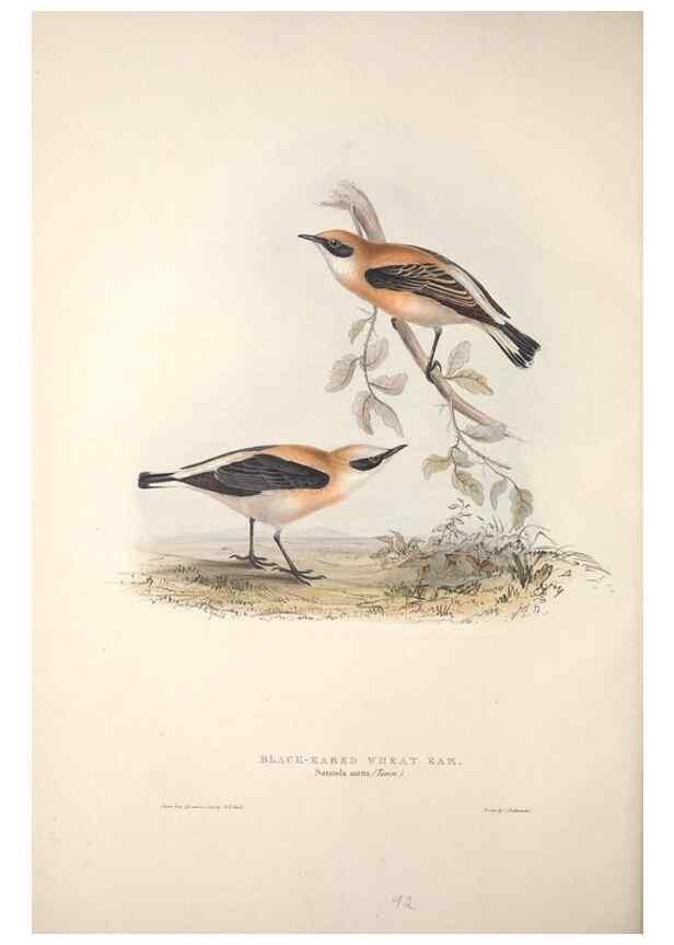 Reproducción/Reproduction 46777579701: The birds of Europe.. London,Printed by R. and J.E. Taylor, pub. by the author,1837.. 