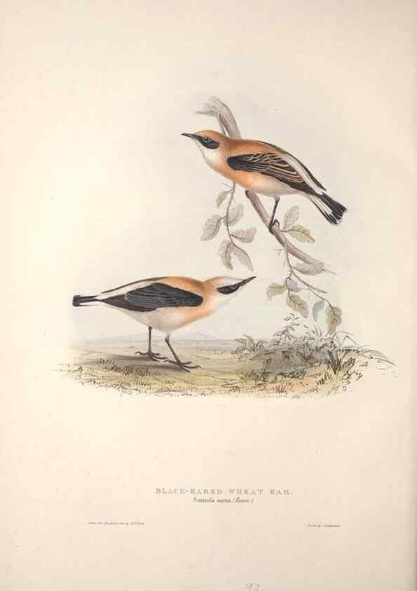 Reproducción/Reproduction 46777579701: The birds of Europe.. London,Printed by R. and J.E. Taylor, pub. by the author,1837.. 