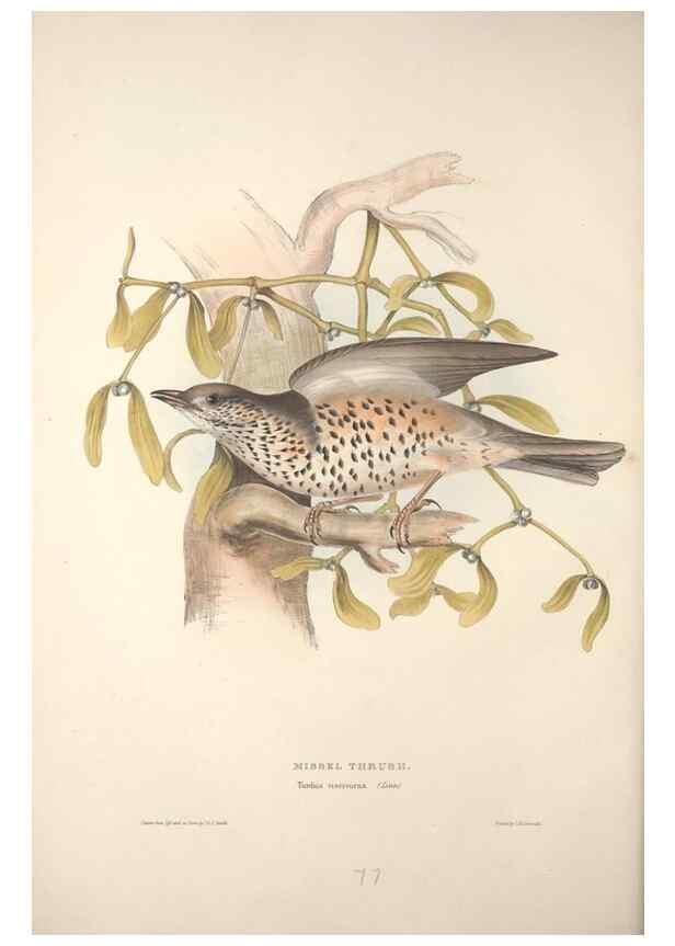 Reproducción/Reproduction 32901834288: The birds of Europe.. London,Printed by R. and J.E. Taylor, pub. by the author,1837.. 