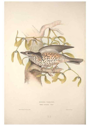 Reproducción/Reproduction 32901834288: The birds of Europe.. London,Printed by R. and J.E. Taylor, pub. by the author,1837.. 