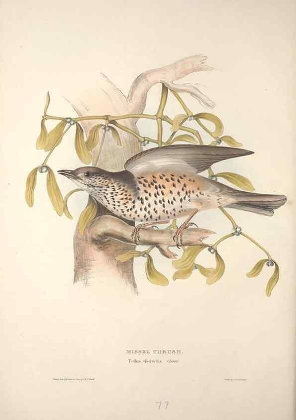 Reproducción/Reproduction 32901834288: The birds of Europe.. London,Printed by R. and J.E. Taylor, pub. by the author,1837.. 