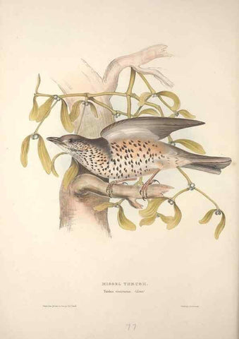 Reproducción/Reproduction 32901834288: The birds of Europe.. London,Printed by R. and J.E. Taylor, pub. by the author,1837.. 