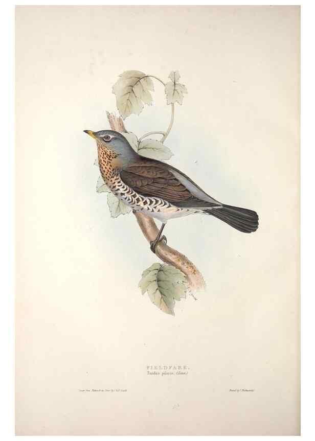 Reproducción/Reproduction 46777562691: The birds of Europe.. London,Printed by R. and J.E. Taylor, pub. by the author,1837.. 