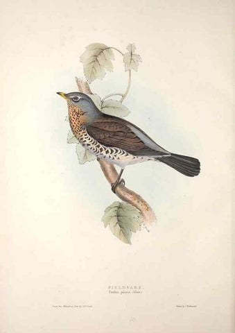 Reproducción/Reproduction 46777562691: The birds of Europe.. London,Printed by R. and J.E. Taylor, pub. by the author,1837.. 