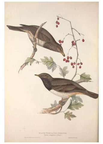 Reproducción/Reproduction 46777562171: The birds of Europe.. London,Printed by R. and J.E. Taylor, pub. by the author,1837.. 