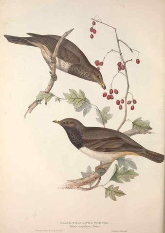 Reproducción/Reproduction 46777562171: The birds of Europe.. London,Printed by R. and J.E. Taylor, pub. by the author,1837.. 