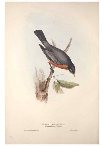 Reproducción/Reproduction 46052386154: The birds of Europe.. London,Printed by R. and J.E. Taylor, pub. by the author,1837.. 