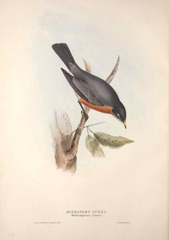 Reproducción/Reproduction 46052386154: The birds of Europe.. London,Printed by R. and J.E. Taylor, pub. by the author,1837.. 