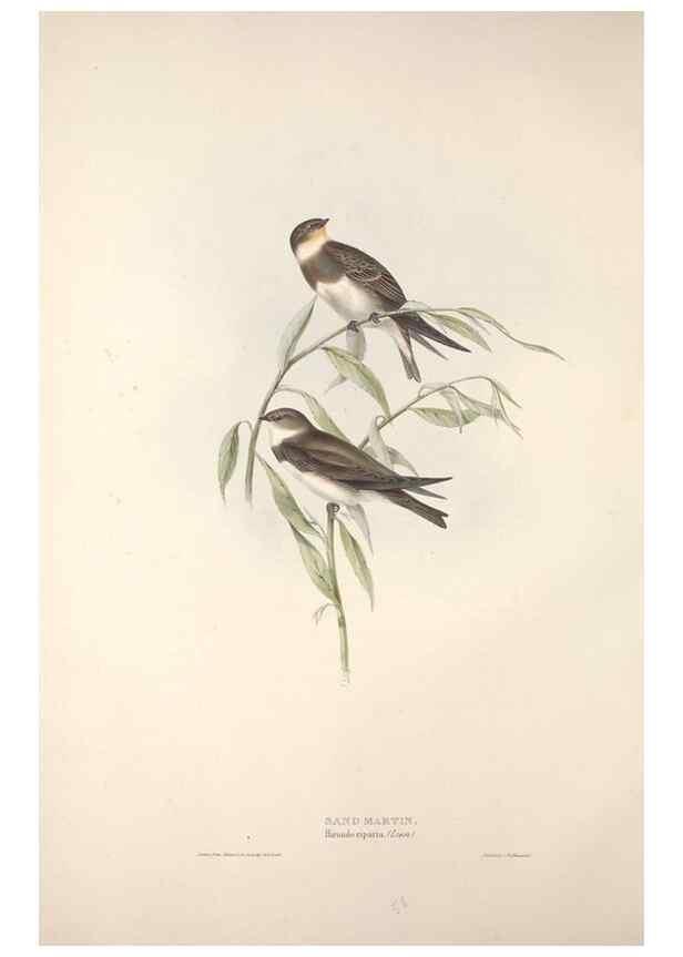 Reproducción/Reproduction 46777545501: The birds of Europe.. London,Printed by R. and J.E. Taylor, pub. by the author,1837.. 