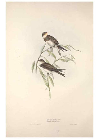 Reproducción/Reproduction 46777545501: The birds of Europe.. London,Printed by R. and J.E. Taylor, pub. by the author,1837.. 