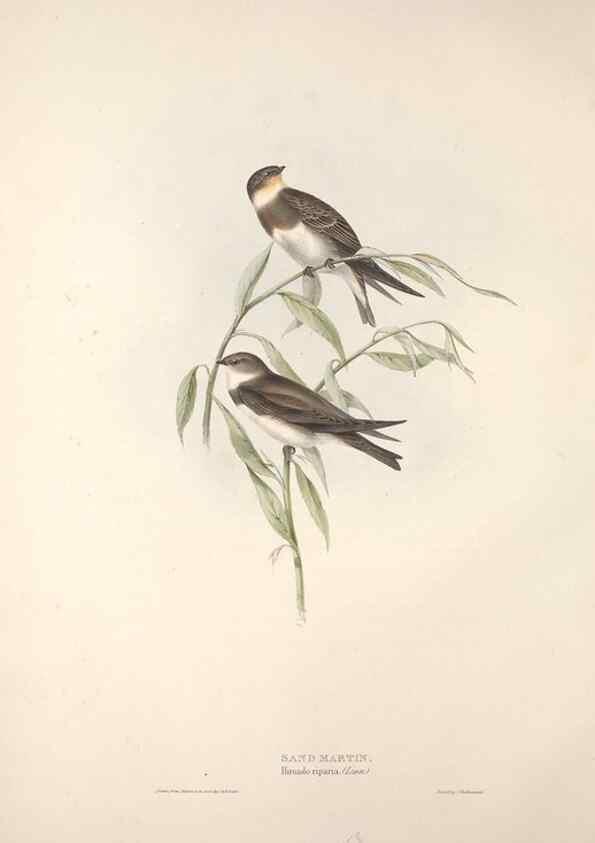 Reproducción/Reproduction 46777545501: The birds of Europe.. London,Printed by R. and J.E. Taylor, pub. by the author,1837.. 