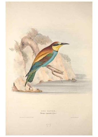 Reproducción/Reproduction 39812131853: The birds of Europe.. London,Printed by R. and J.E. Taylor, pub. by the author,1837.. 