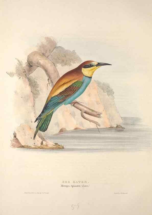 Reproducción/Reproduction 39812131853: The birds of Europe.. London,Printed by R. and J.E. Taylor, pub. by the author,1837.. 