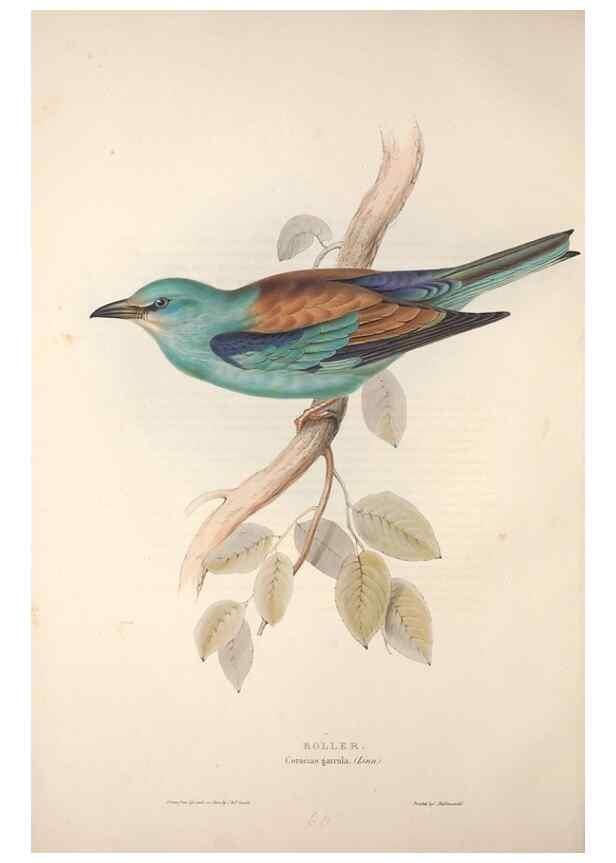 Reproducción/Reproduction 32901805378: The birds of Europe.. London,Printed by R. and J.E. Taylor, pub. by the author,1837.. 