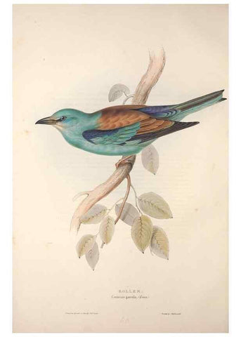 Reproducción/Reproduction 32901805378: The birds of Europe.. London,Printed by R. and J.E. Taylor, pub. by the author,1837.. 