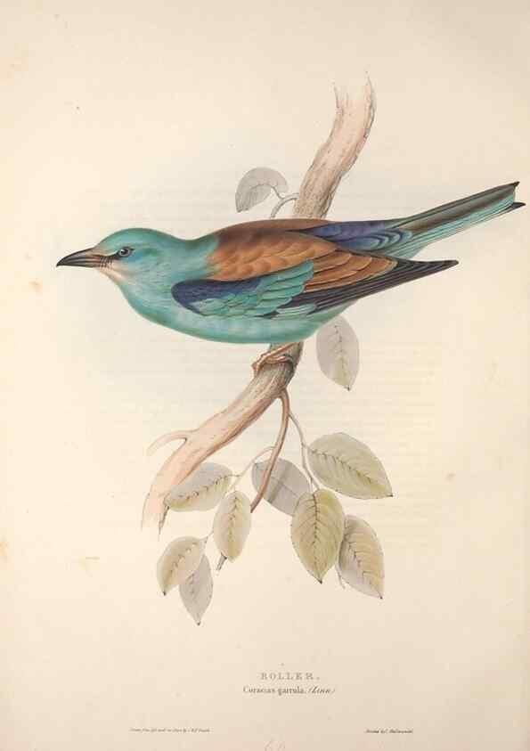 Reproducción/Reproduction 32901805378: The birds of Europe.. London,Printed by R. and J.E. Taylor, pub. by the author,1837.. 