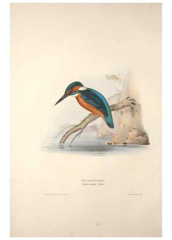 Reproducción/Reproduction 46724765672: The birds of Europe.. London,Printed by R. and J.E. Taylor, pub. by the author,1837.. 