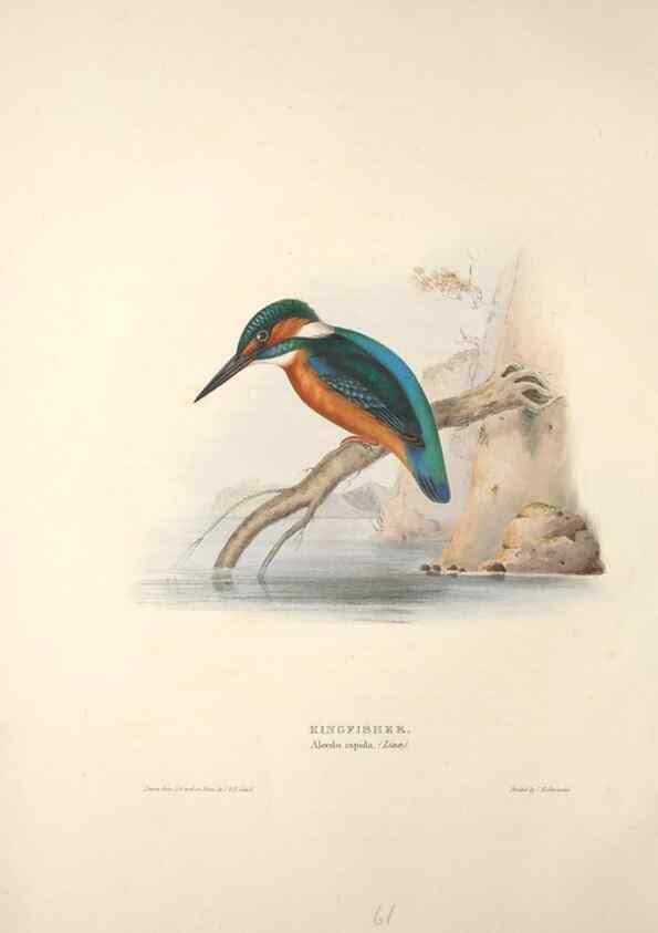 Reproducción/Reproduction 46724765672: The birds of Europe.. London,Printed by R. and J.E. Taylor, pub. by the author,1837.. 