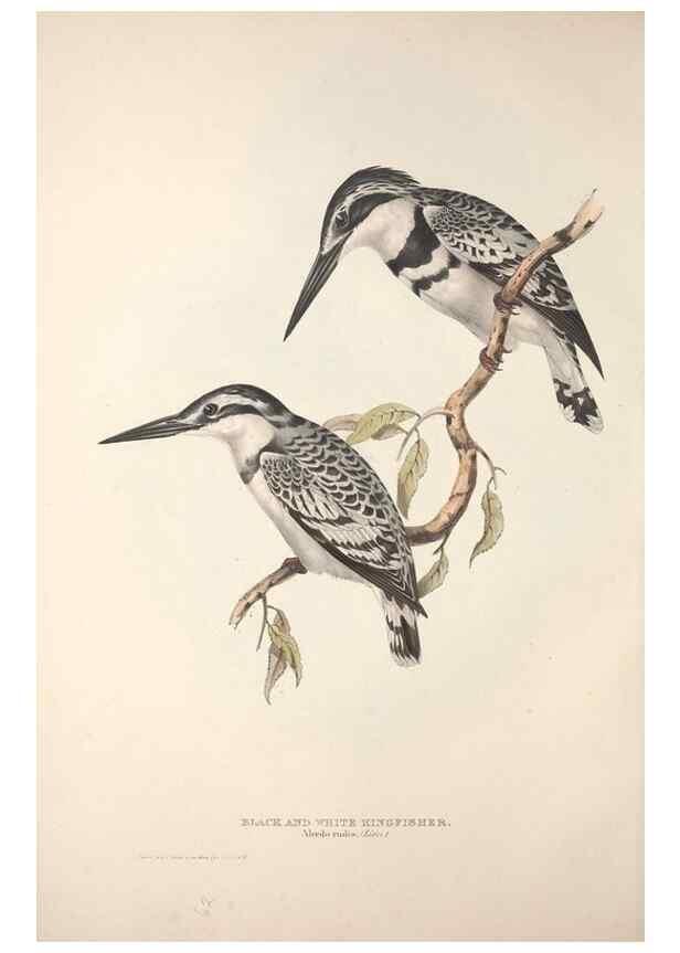 Reproducción/Reproduction 46724766972: The birds of Europe.. London,Printed by R. and J.E. Taylor, pub. by the author,1837.. 
