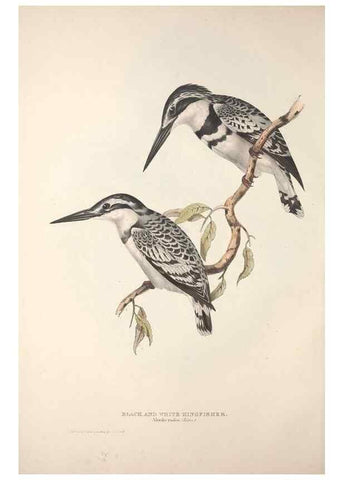 Reproducción/Reproduction 46724766972: The birds of Europe.. London,Printed by R. and J.E. Taylor, pub. by the author,1837.. 