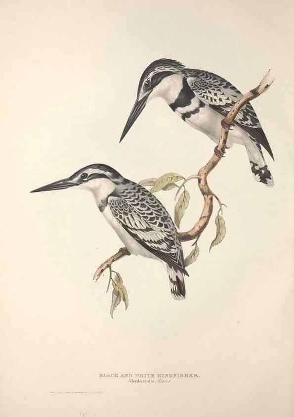 Reproducción/Reproduction 46724766972: The birds of Europe.. London,Printed by R. and J.E. Taylor, pub. by the author,1837.. 