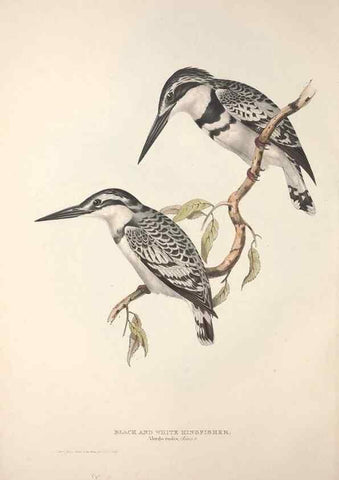 Reproducción/Reproduction 46724766972: The birds of Europe.. London,Printed by R. and J.E. Taylor, pub. by the author,1837.. 