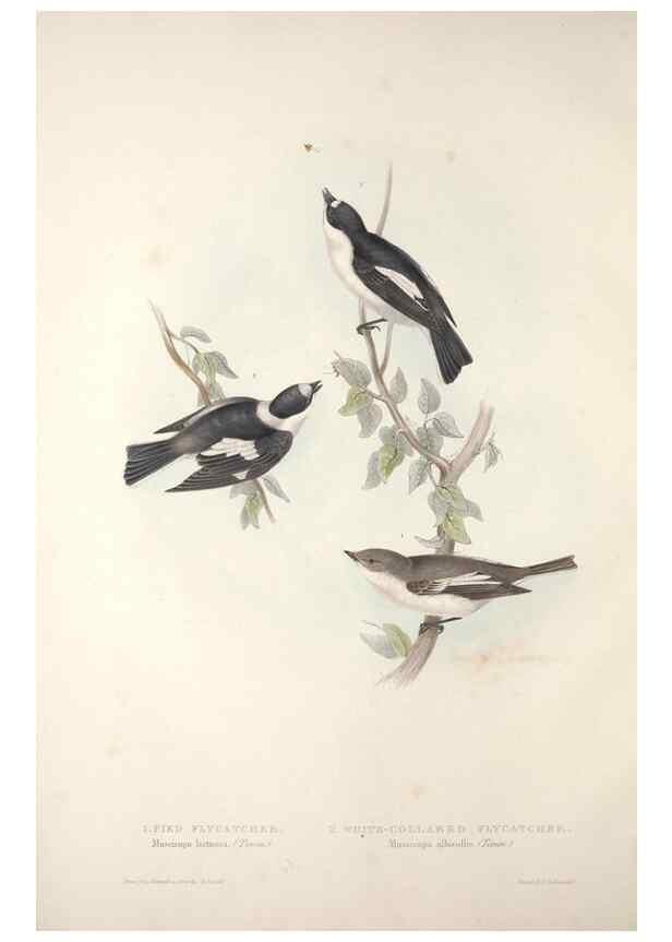 Reproducción/Reproduction 45862439125: The birds of Europe.. London,Printed by R. and J.E. Taylor, pub. by the author,1837.. 