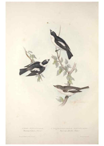 Reproducción/Reproduction 45862439125: The birds of Europe.. London,Printed by R. and J.E. Taylor, pub. by the author,1837.. 