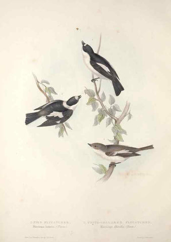 Reproducción/Reproduction 45862439125: The birds of Europe.. London,Printed by R. and J.E. Taylor, pub. by the author,1837.. 