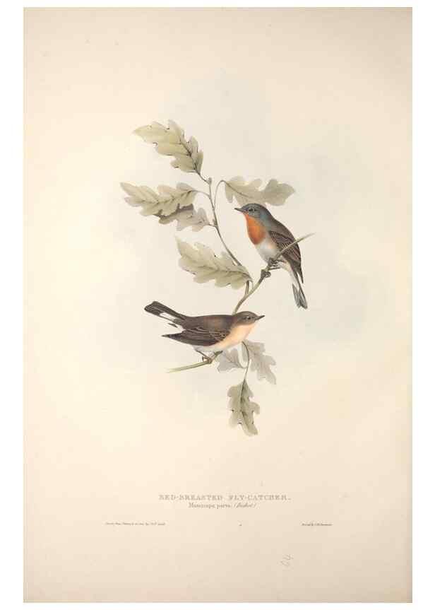 Reproducción/Reproduction 39812136513: The birds of Europe.. London,Printed by R. and J.E. Taylor, pub. by the author,1837.. 