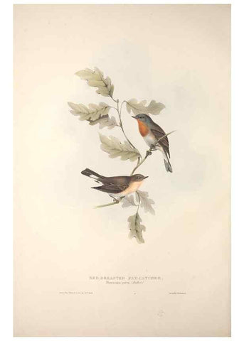 Reproducción/Reproduction 39812136513: The birds of Europe.. London,Printed by R. and J.E. Taylor, pub. by the author,1837.. 