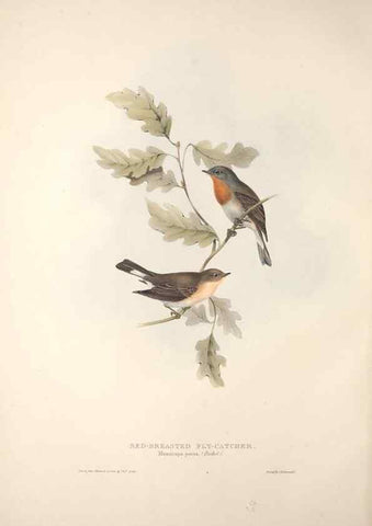 Reproducción/Reproduction 39812136513: The birds of Europe.. London,Printed by R. and J.E. Taylor, pub. by the author,1837.. 