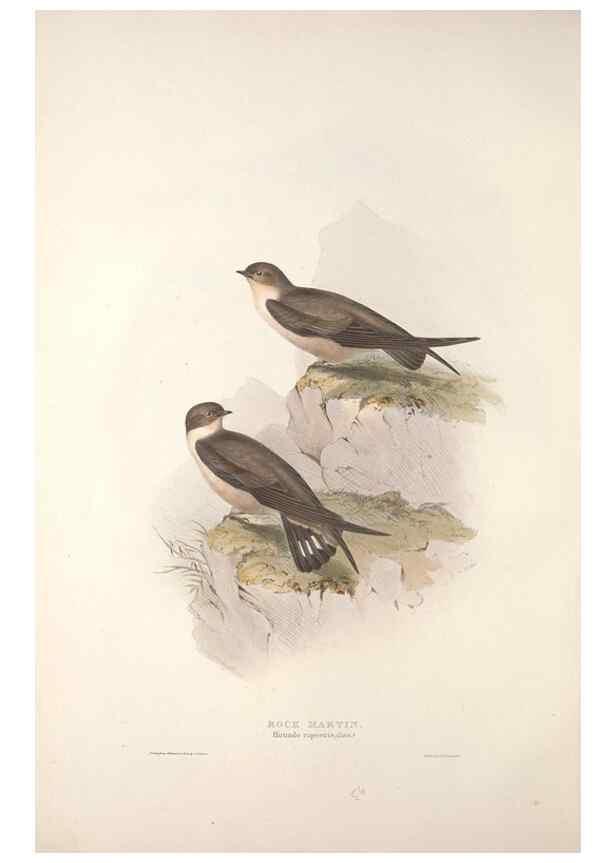 Reproducción/Reproduction 46724759622: The birds of Europe.. London,Printed by R. and J.E. Taylor, pub. by the author,1837.. 