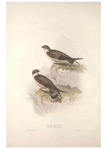 Reproducción/Reproduction 46724759622: The birds of Europe.. London,Printed by R. and J.E. Taylor, pub. by the author,1837.. 