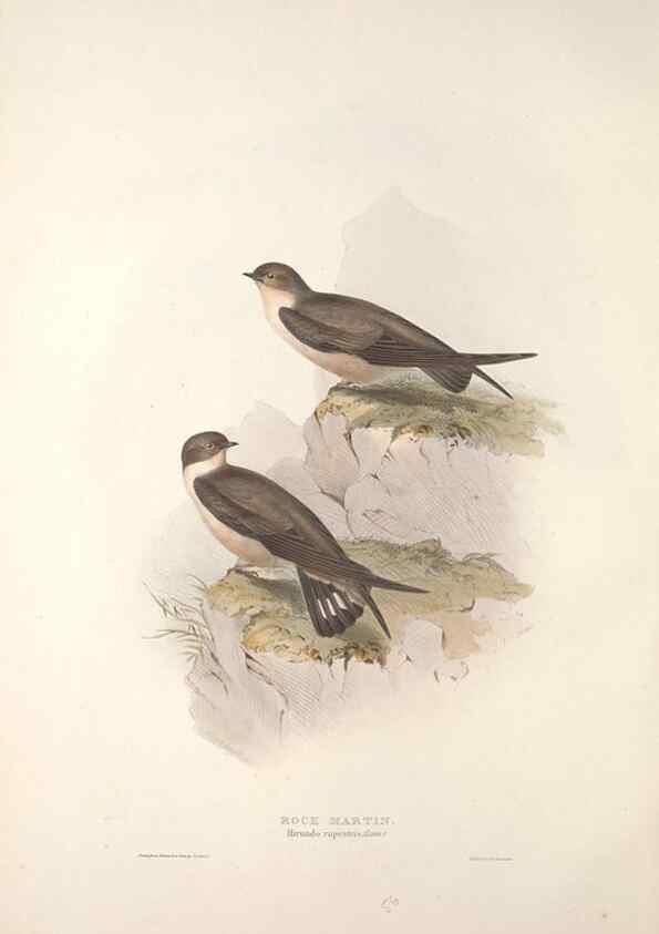Reproducción/Reproduction 46724759622: The birds of Europe.. London,Printed by R. and J.E. Taylor, pub. by the author,1837.. 