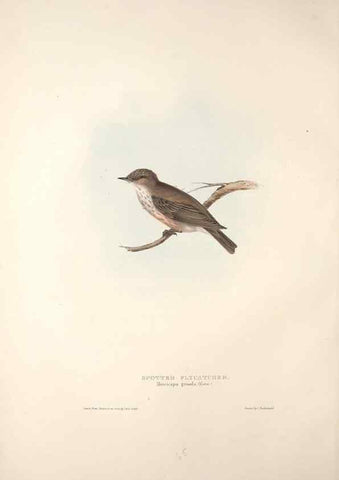Reproducción/Reproduction 32901811048: The birds of Europe.. London,Printed by R. and J.E. Taylor, pub. by the author,1837.. 