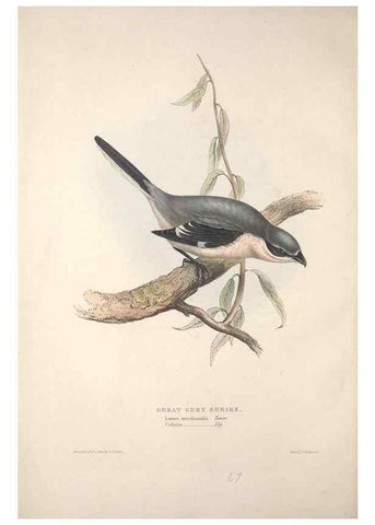 Reproducción/Reproduction 46777557741: The birds of Europe.. London,Printed by R. and J.E. Taylor, pub. by the author,1837.. 