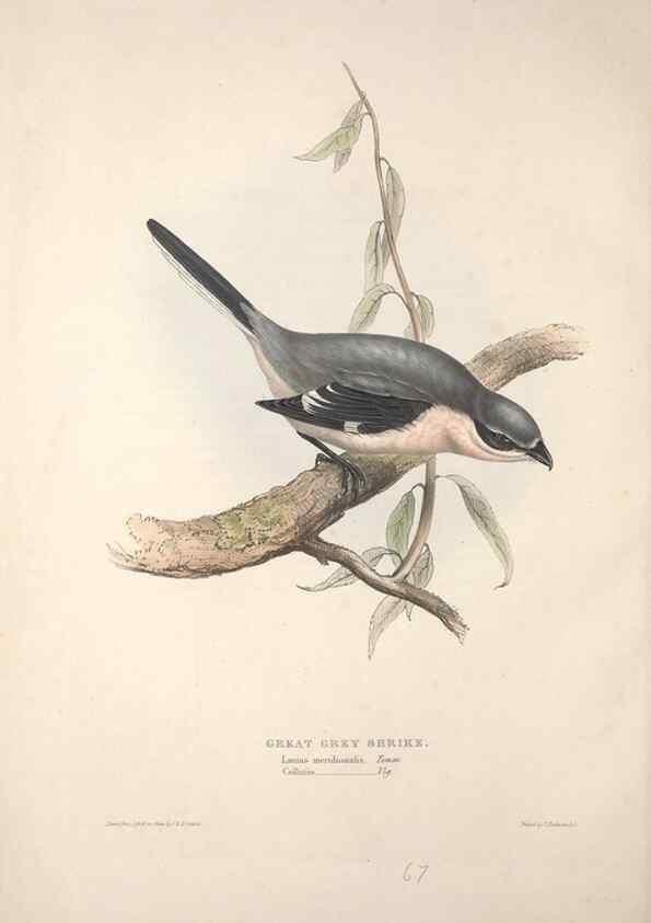 Reproducción/Reproduction 46777557741: The birds of Europe.. London,Printed by R. and J.E. Taylor, pub. by the author,1837.. 
